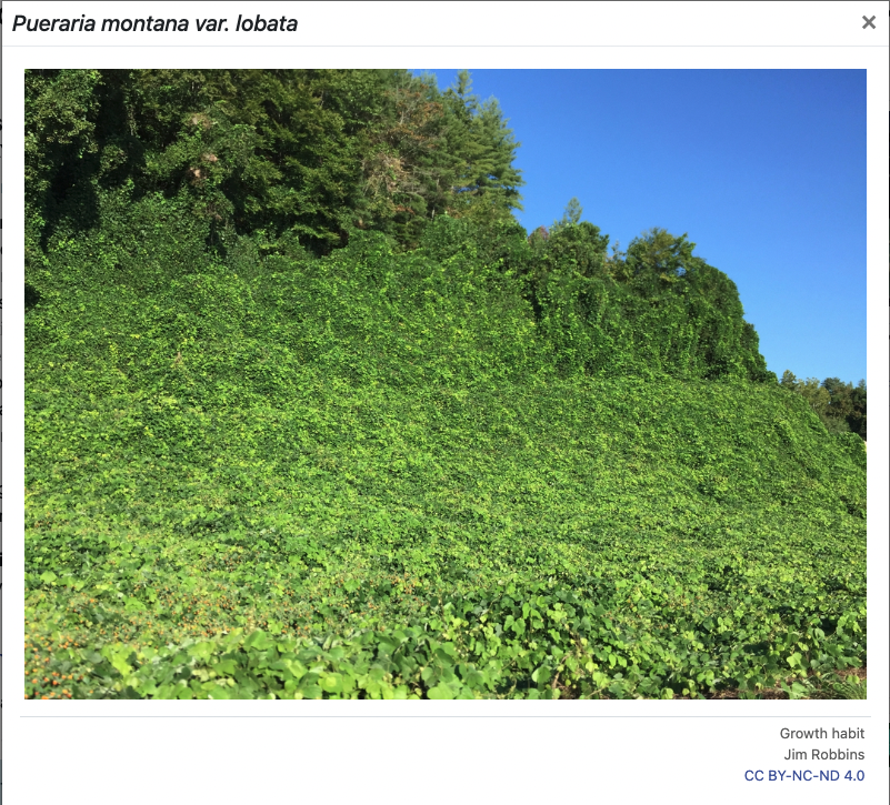 Kudzu growth taking over a hillside.