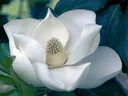 White magnolia blossom with exposed cone-shaped pistil and surrounding green leaves