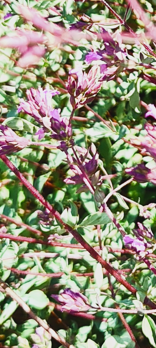 Pink and white flowers on then red stems. 