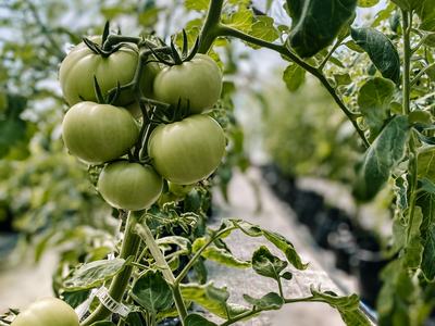 tomatoes on the vine