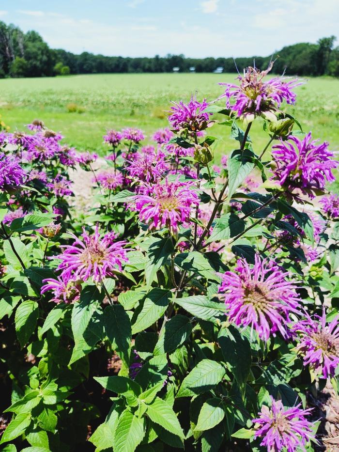 Short spikes with evenly spaced rounded flower heads that are pink and white with darker spots along the inside. 