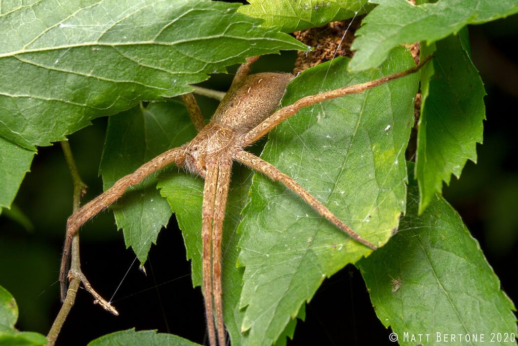 A large nursery web spider, a brown spider with white dots down the sides of its abdomen