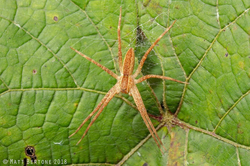 A nursery web spider, a brown spider with stripes down the sides of its back. Sitting in a small web on a leaf.