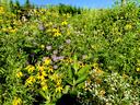 Field of yellow coneflowers, purple bee balm, and white asters in sunlight