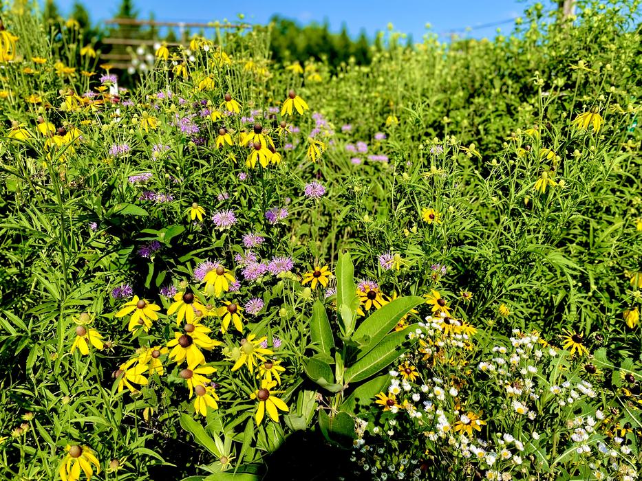 pollinator gardening out at Unity Park and Community Gardens