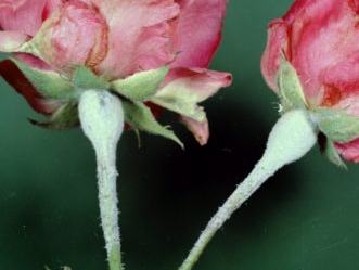 Powdery Mildew Damage