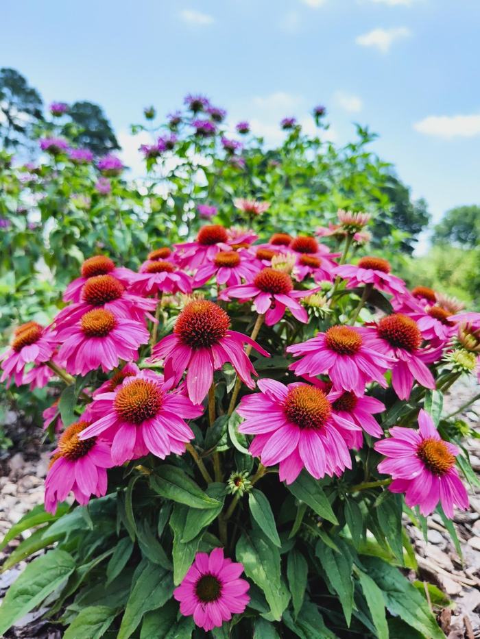 Dark pink flowers with a deep orange pistil.