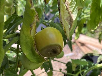 green tomato on vine with a decaying bottom