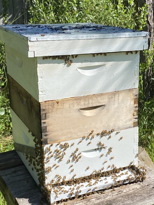 Beehive System