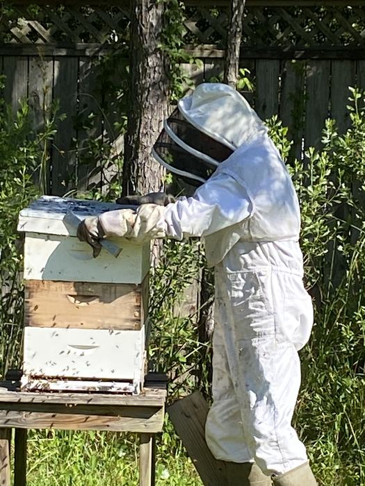 Checking beehives