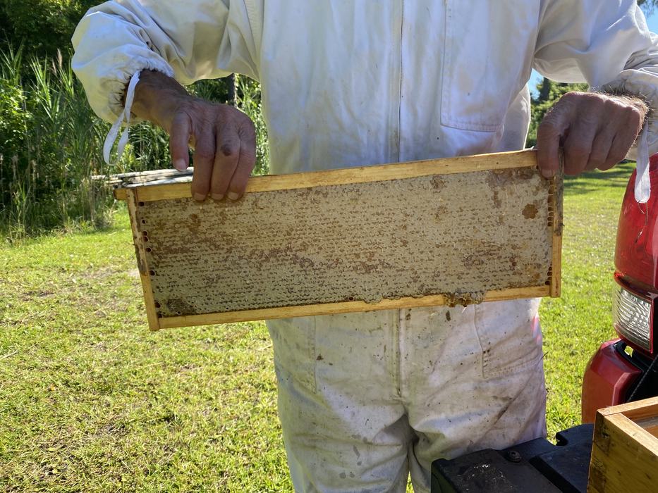 Frame full of honey.