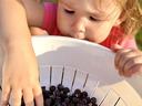 little girl eating fresh blackcaps