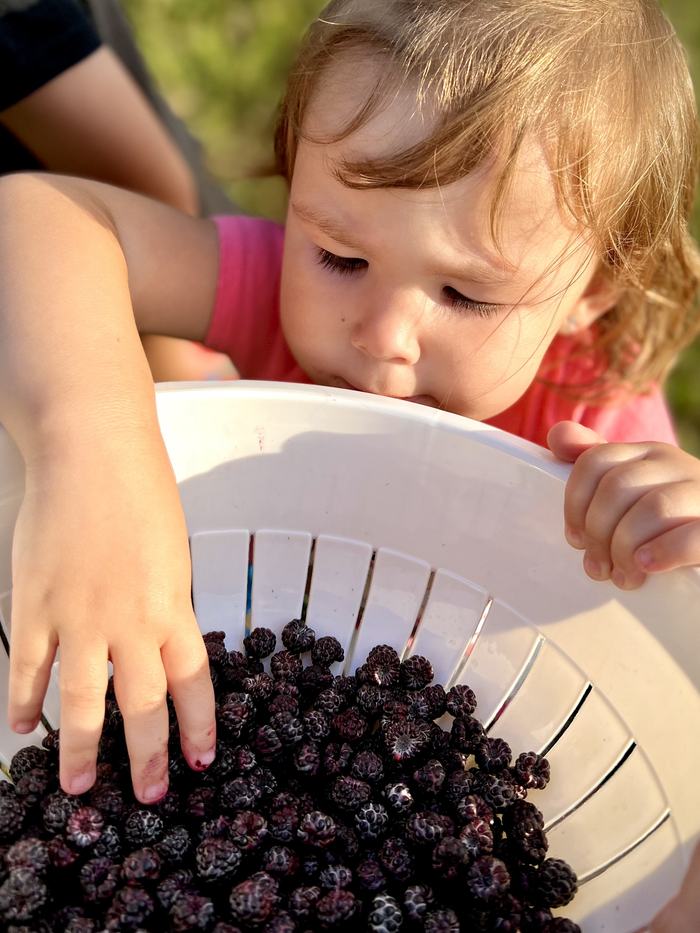 little girl eating fresh blackcaps