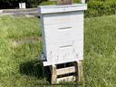 working bee hive