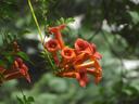 Trumpet vine image