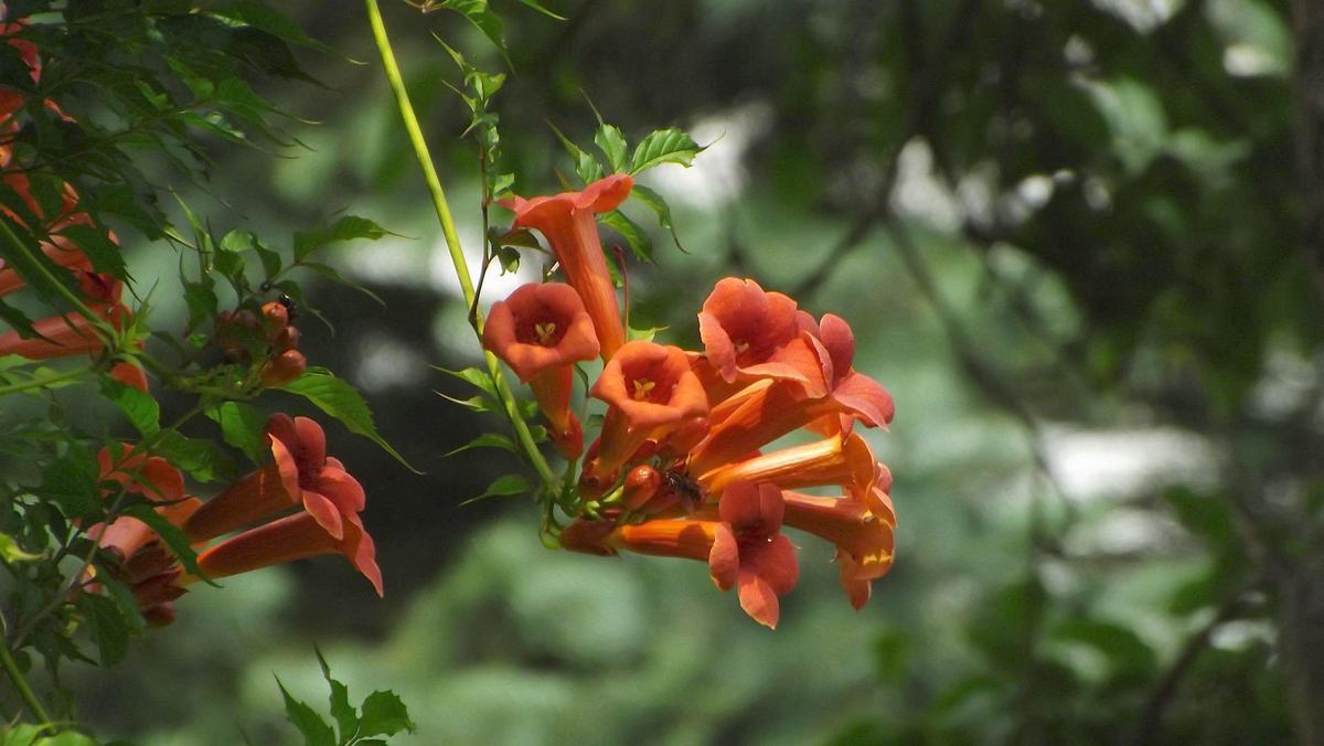 Trumpet vine image 