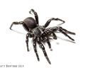 A heavy-bodied, black spider with shiny legs.
