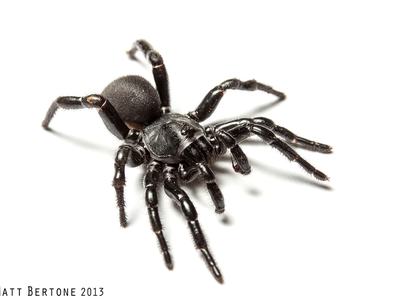 A heavy-bodied, black spider with shiny legs.