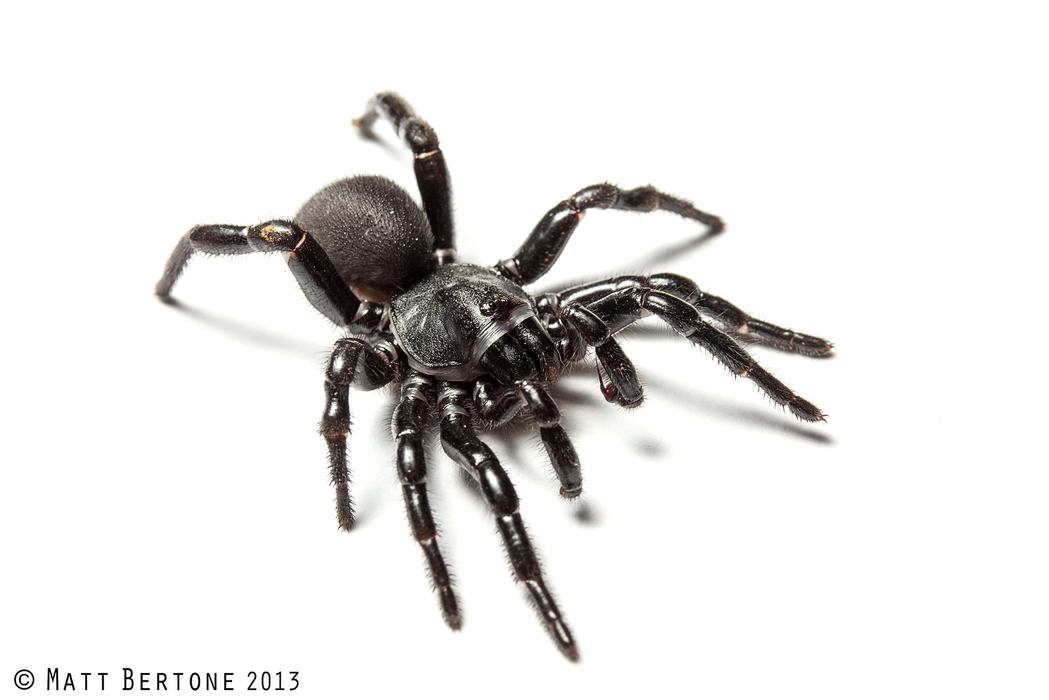 A heavy-bodied, black spider with shiny legs.