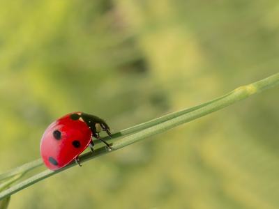Lady Asian Beetle