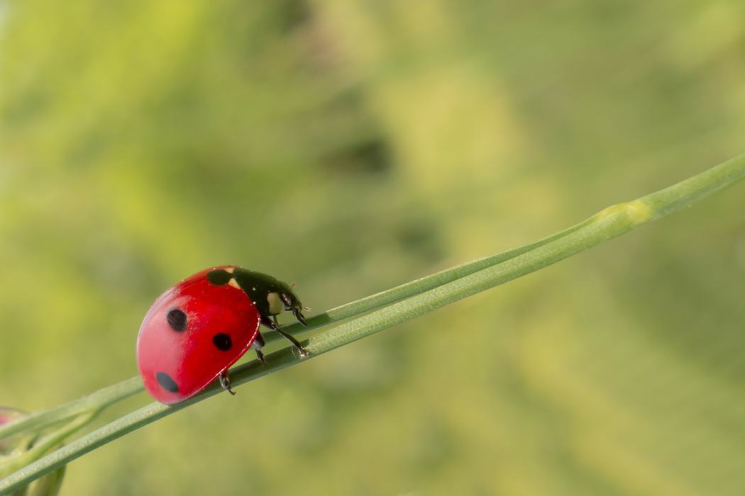 Lady Asian Beetle