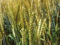 image of wheat field