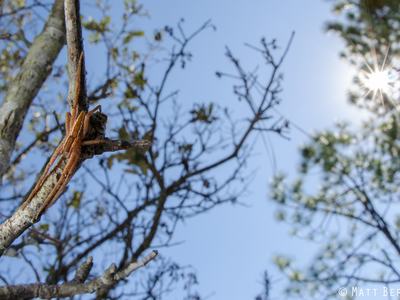 A nursery web spider (Pisaurina mira) resting on a tree branch in the sun