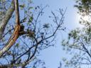 A nursery web spider (Pisaurina mira) resting on a tree branch in the sun
