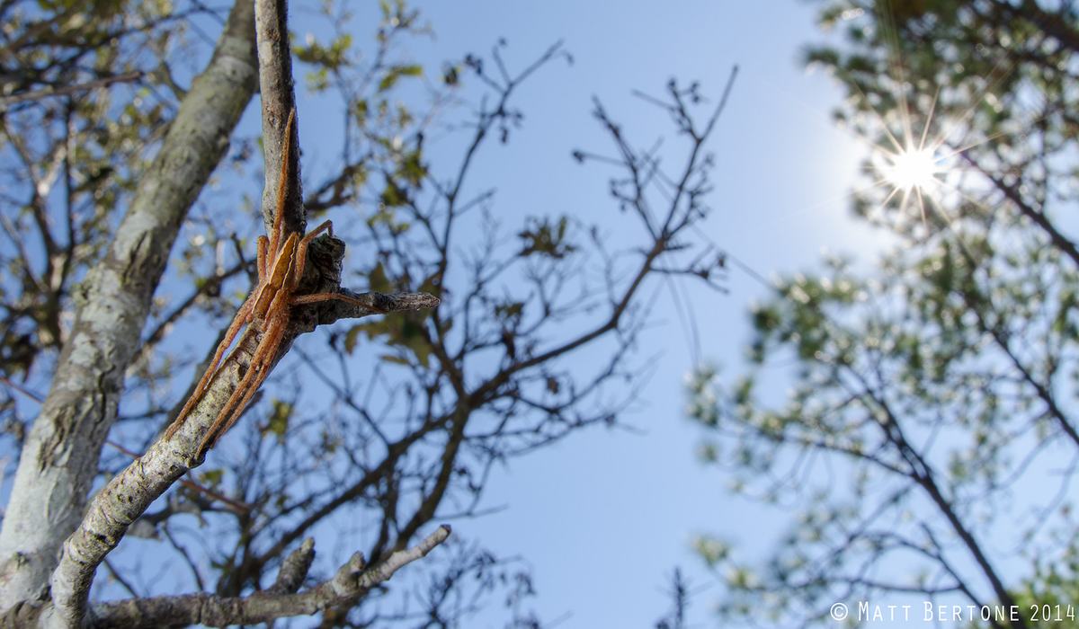 Spring Spider Late Spring Spiders Common but Not Dangerous - Plant Disease and Insect ...
