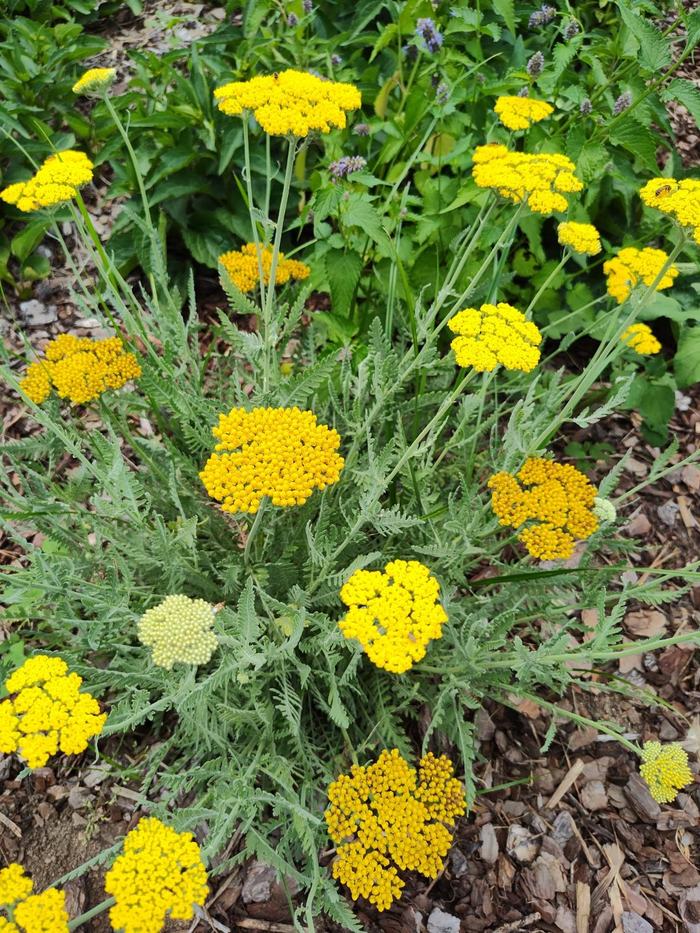 Small clusters of sunny yellow disk and ray flowers 