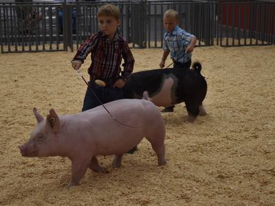 Two boys guiding show pigs in a wood-shavings show ring