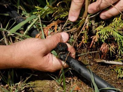 Hands adjusting a drip irrigation emitter on black tubing among grass and plants