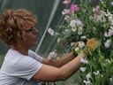 Person wearing gloves tending pink and white sweet pea flowers on a trellis