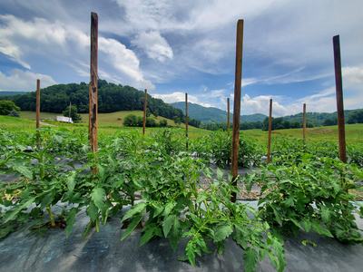 Tomato plants staked in rows on black plastic mulch with hills and cloudy sky