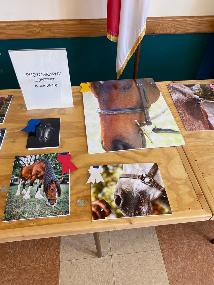 5 photographs of horses.