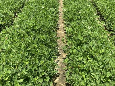 Peanut crop in rows with a bare row between them.