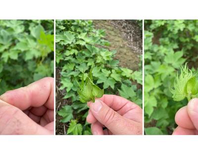 Cotton displaying 4-bract squares.