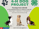 Dog project flyer, 3 dogs