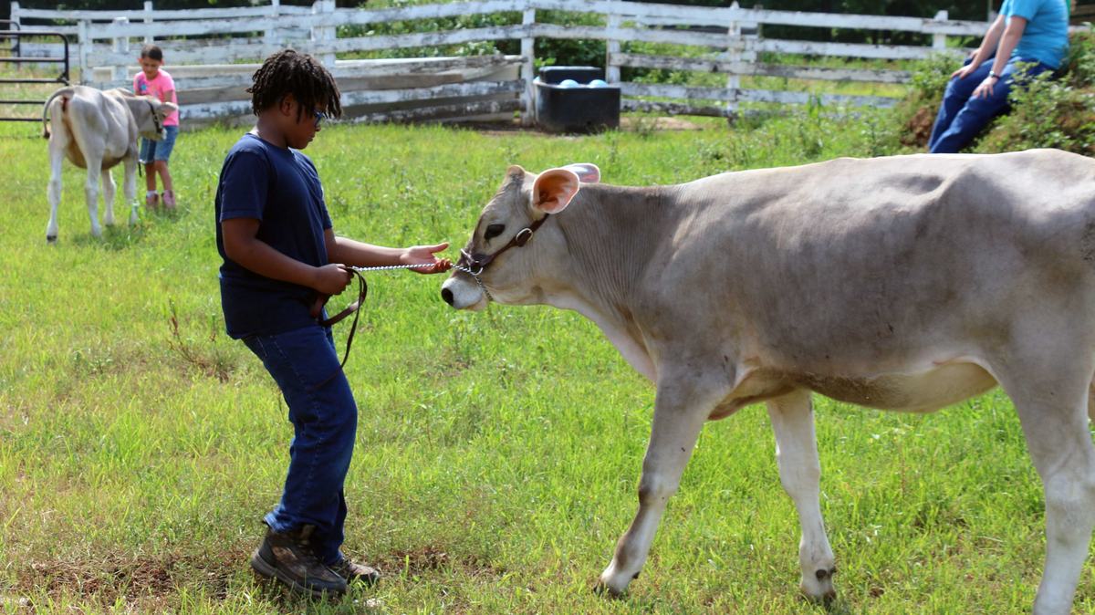 4-H youth in Warren County learn how to show cows and about the importance of the dairy industry in North Carolina through an NC State Extension program.