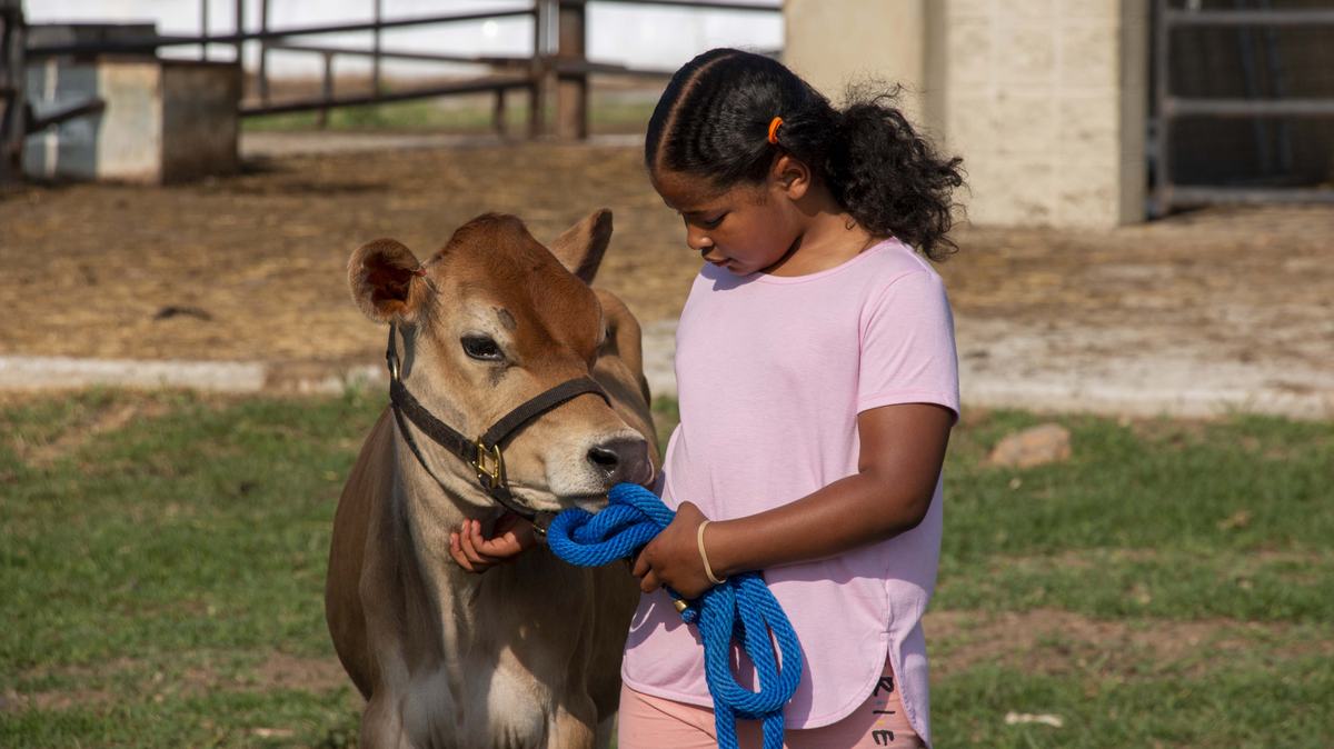 4-H youth in Guilford County learn how to show cows and about the importance of the dairy industry in North Carolina through a Cooperative Extension program.