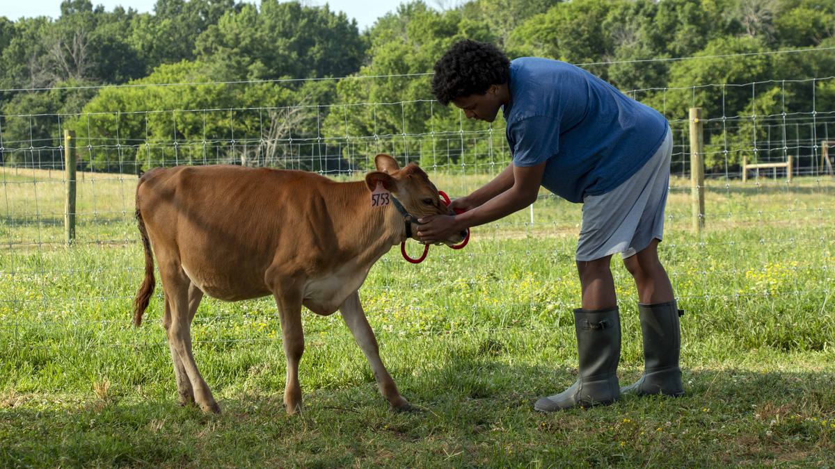4-H youth in Guilford County learn how to show cows and about the importance of the dairy industry in North Carolina through a Cooperative Extension program.