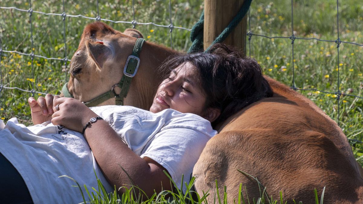 4-H youth in Guilford County learn how to show cows and about the importance of the dairy industry in North Carolina through a Cooperative Extension program.