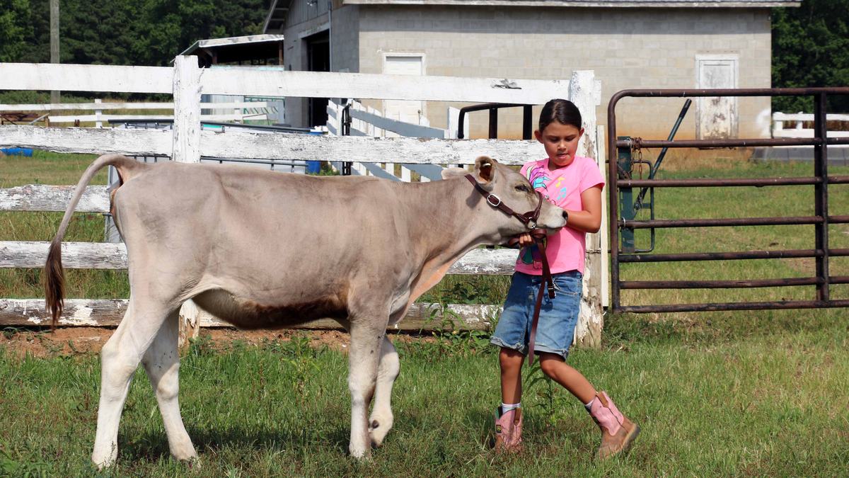 4-H youth in Warren County learn how to show cows and about the importance of the dairy industry in North Carolina through an NC State Extension program.