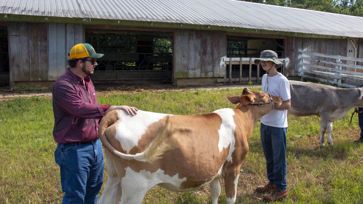 4-H youth in Warren County learn how to show cows and about the importance of the dairy industry in North Carolina through an NC State Extension program.