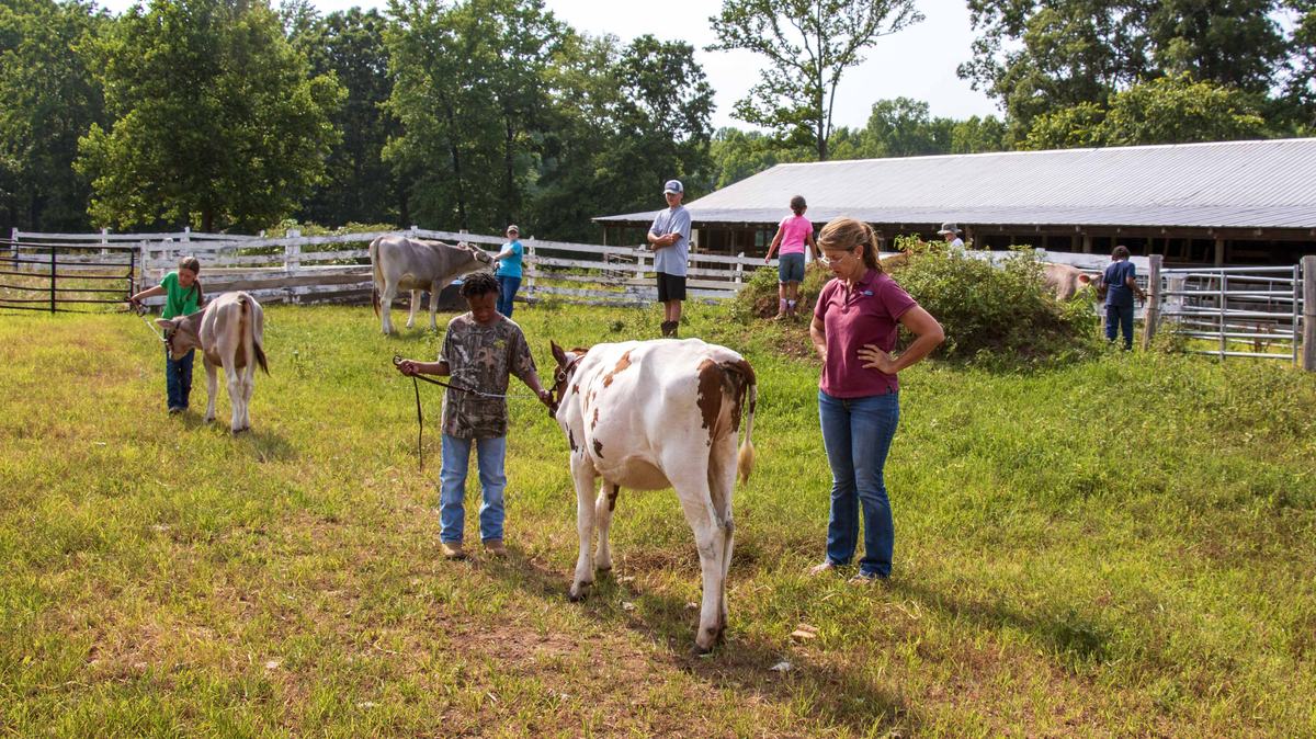 4-H youth in Warren County learn how to show cows and about the importance of the dairy industry in North Carolina through an NC State Extension program.