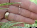 Image: Spider Mites. Whitney Cranshaw, Colorado State University, Bugwood.org