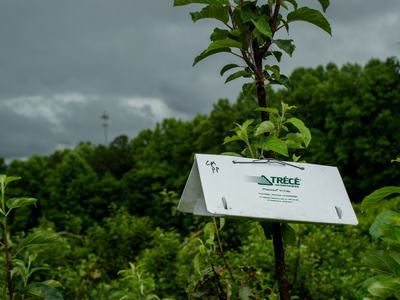 Insect trap in orchard