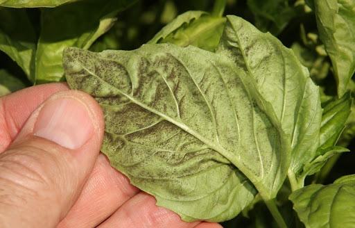 Why Are the Leaves of My Basil Turning Yellow? - Extension Master Gardener  Volunteers | NC State Extension