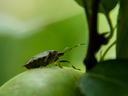 Brown marmorated stink bug adult