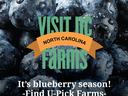 Visit NC Farms App for Local Blueberries